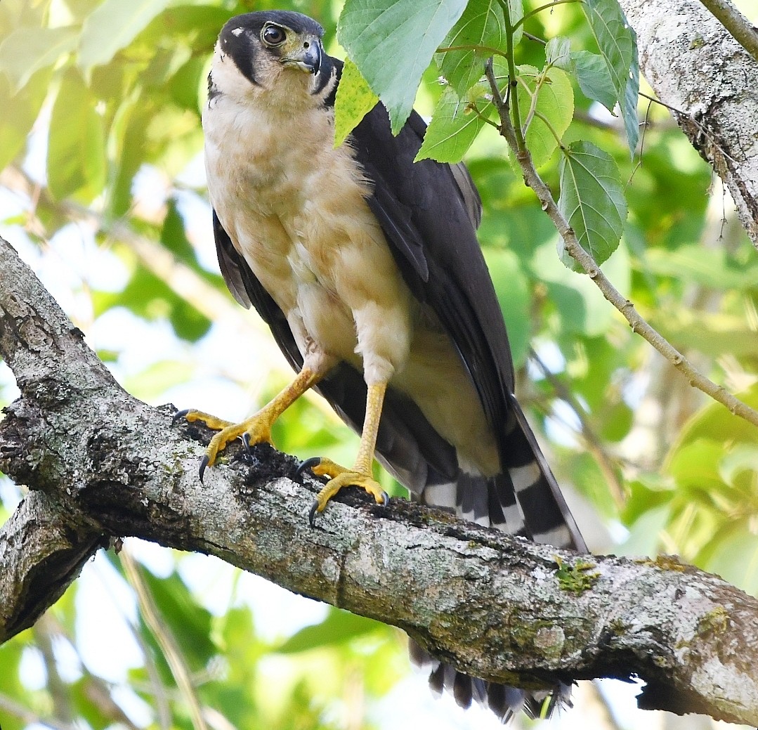 Collared Forest-Falcon - ML646786137