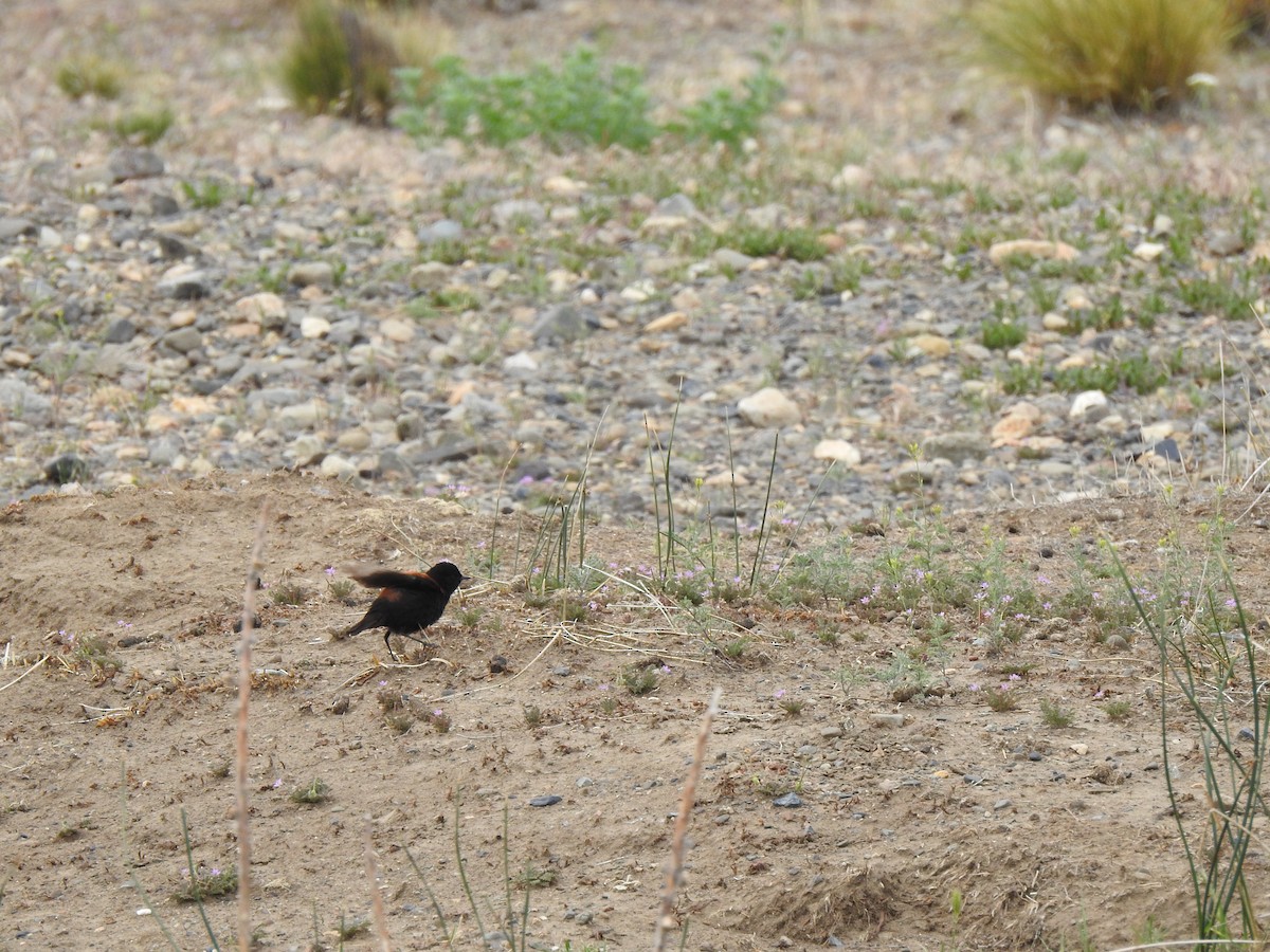 Austral Negrito - ML646786140