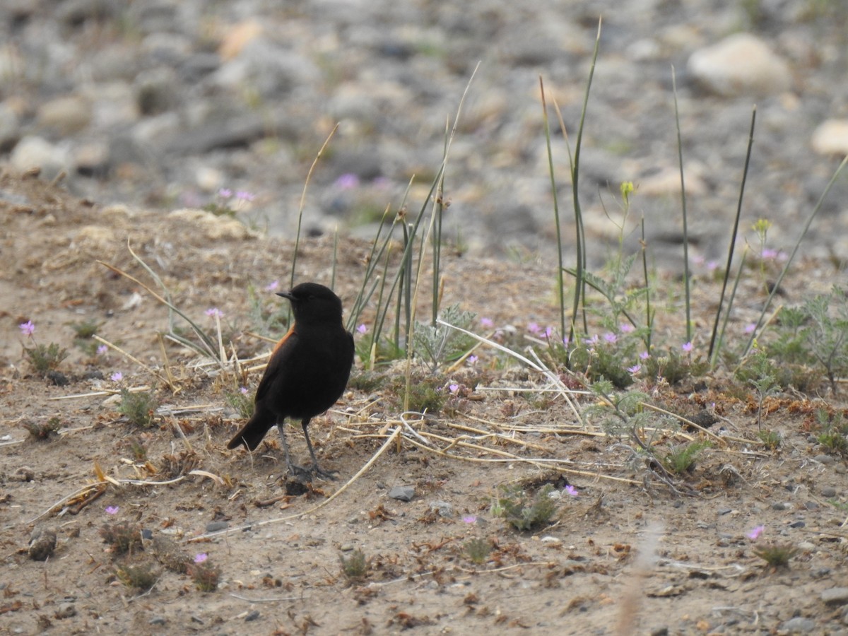 Austral Negrito - ML646786141