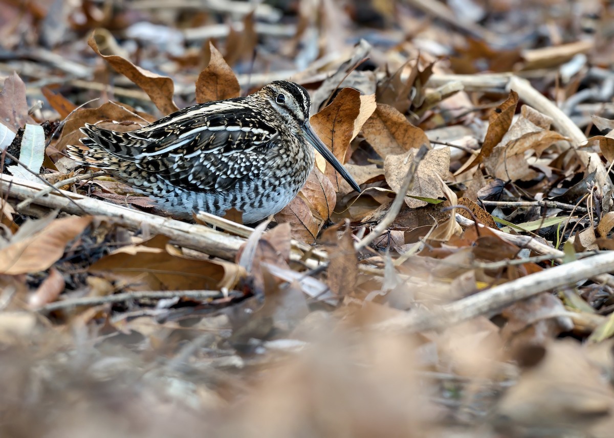 Wilson's Snipe - ML646786143