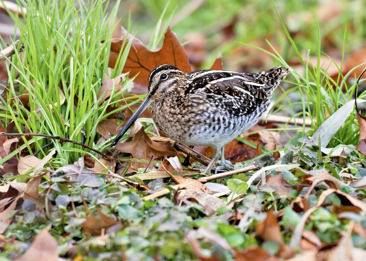 Wilson's Snipe - ML646786144