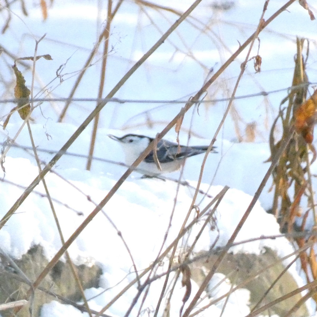 White-breasted Nuthatch - ML646786153