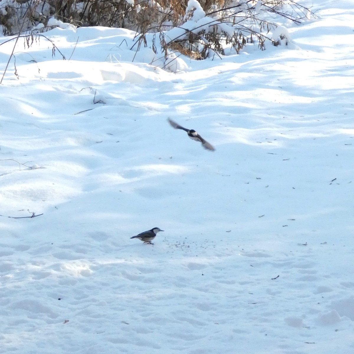 White-breasted Nuthatch - ML646786154