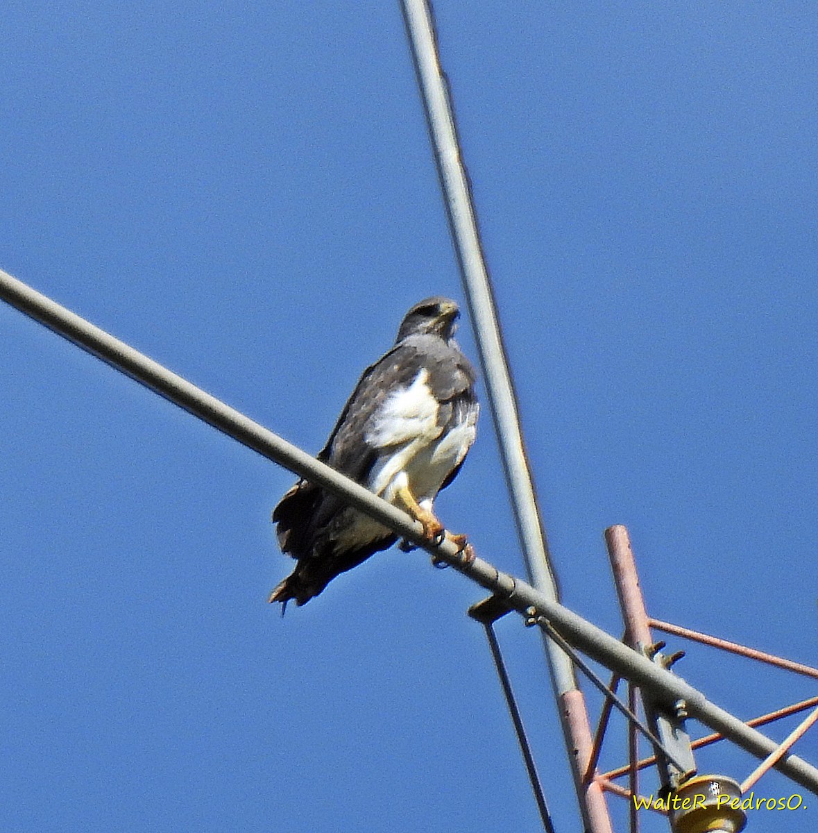 Buse aguia - ML646786155