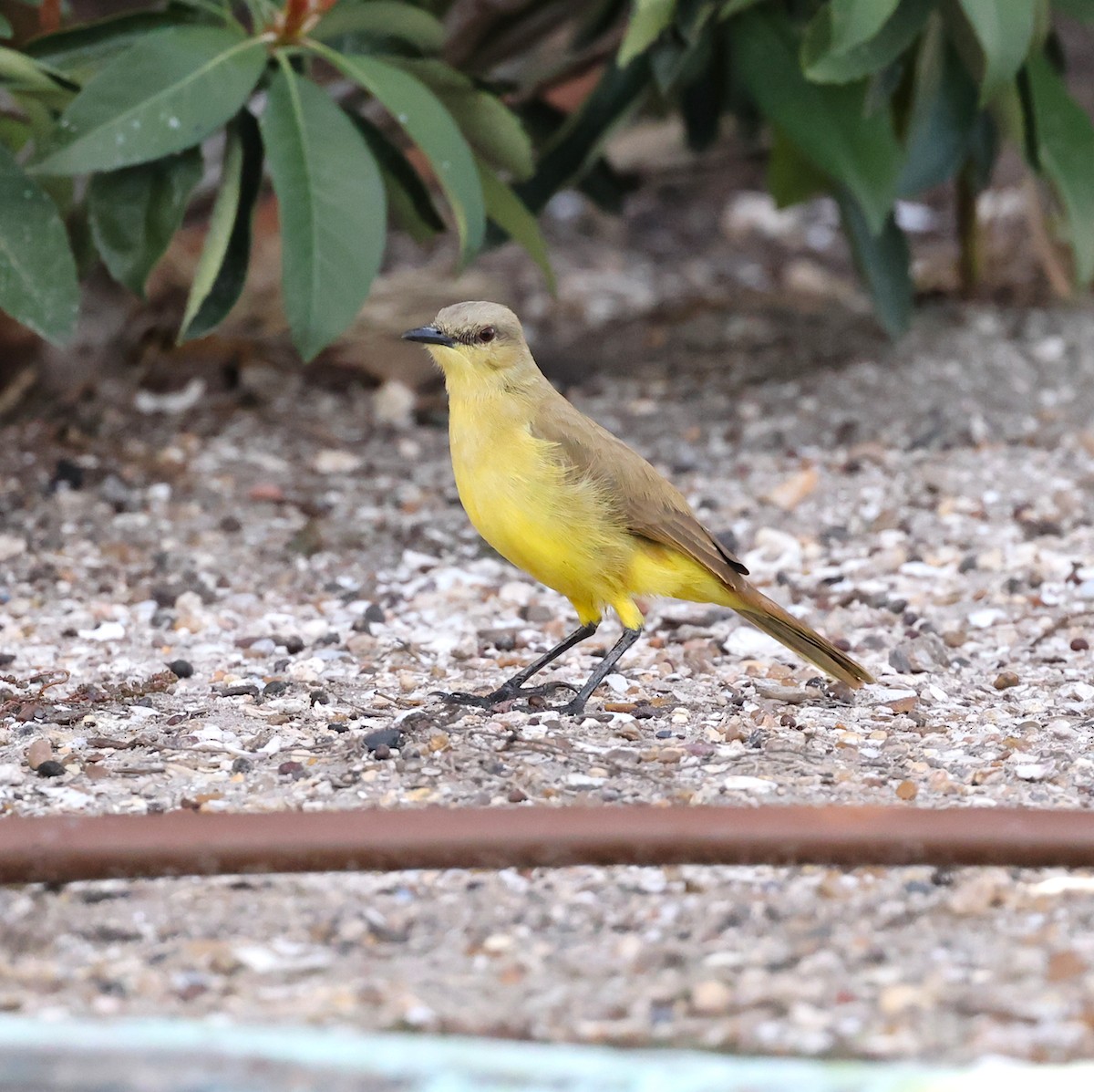 Cattle Tyrant - ML646786162