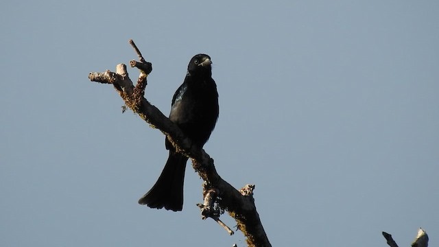 Hair-crested Drongo - ML646786163