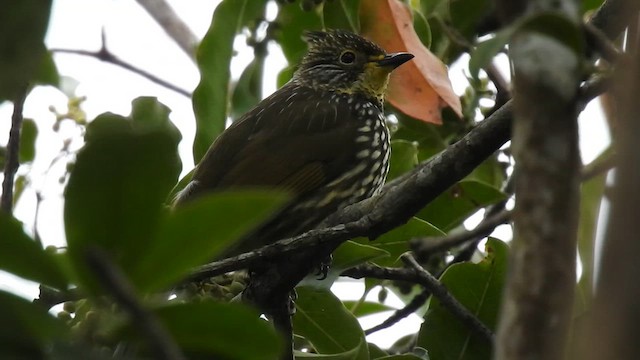 Striated Bulbul - ML646786166