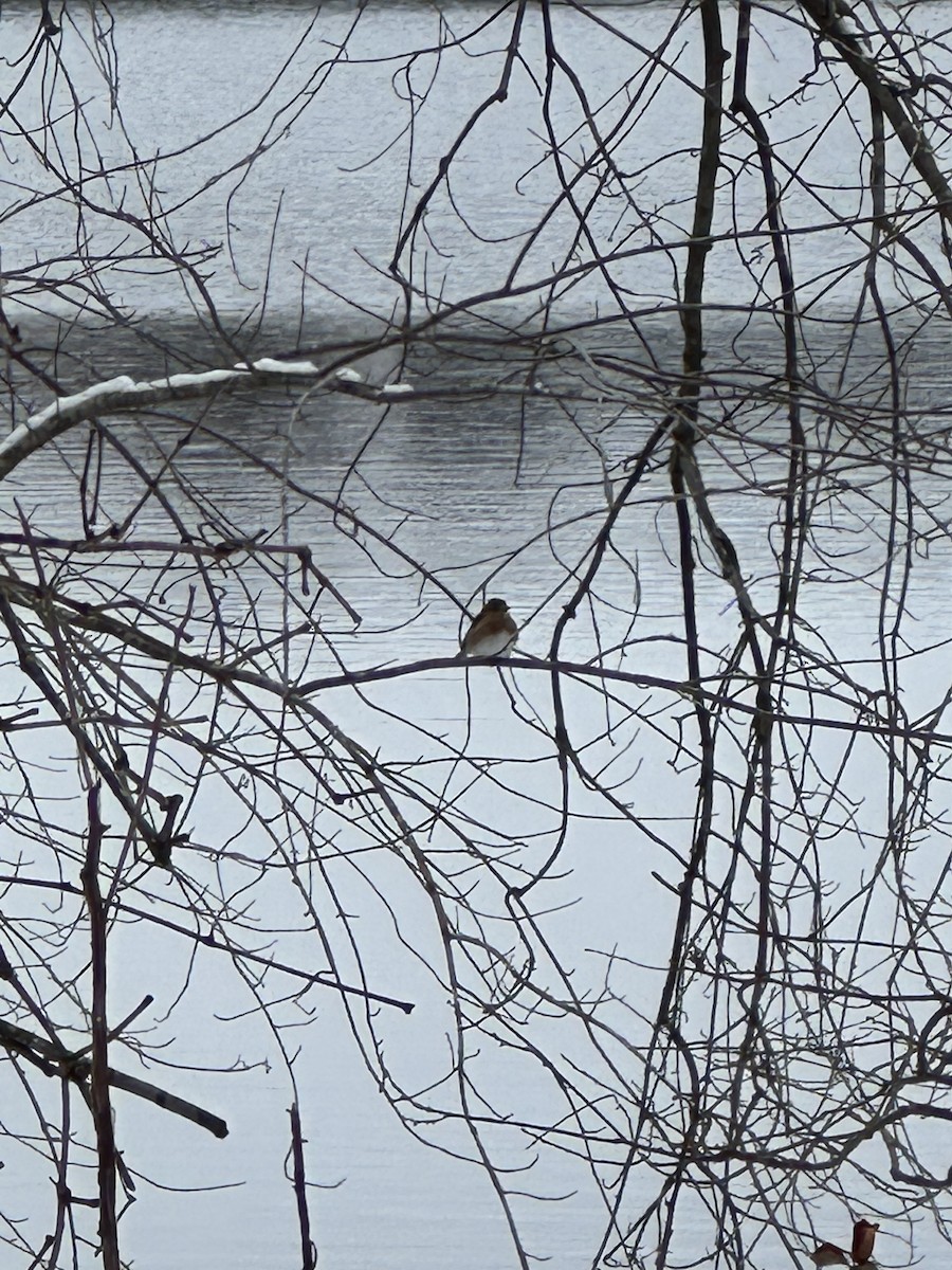 Eastern Bluebird - ML646786171