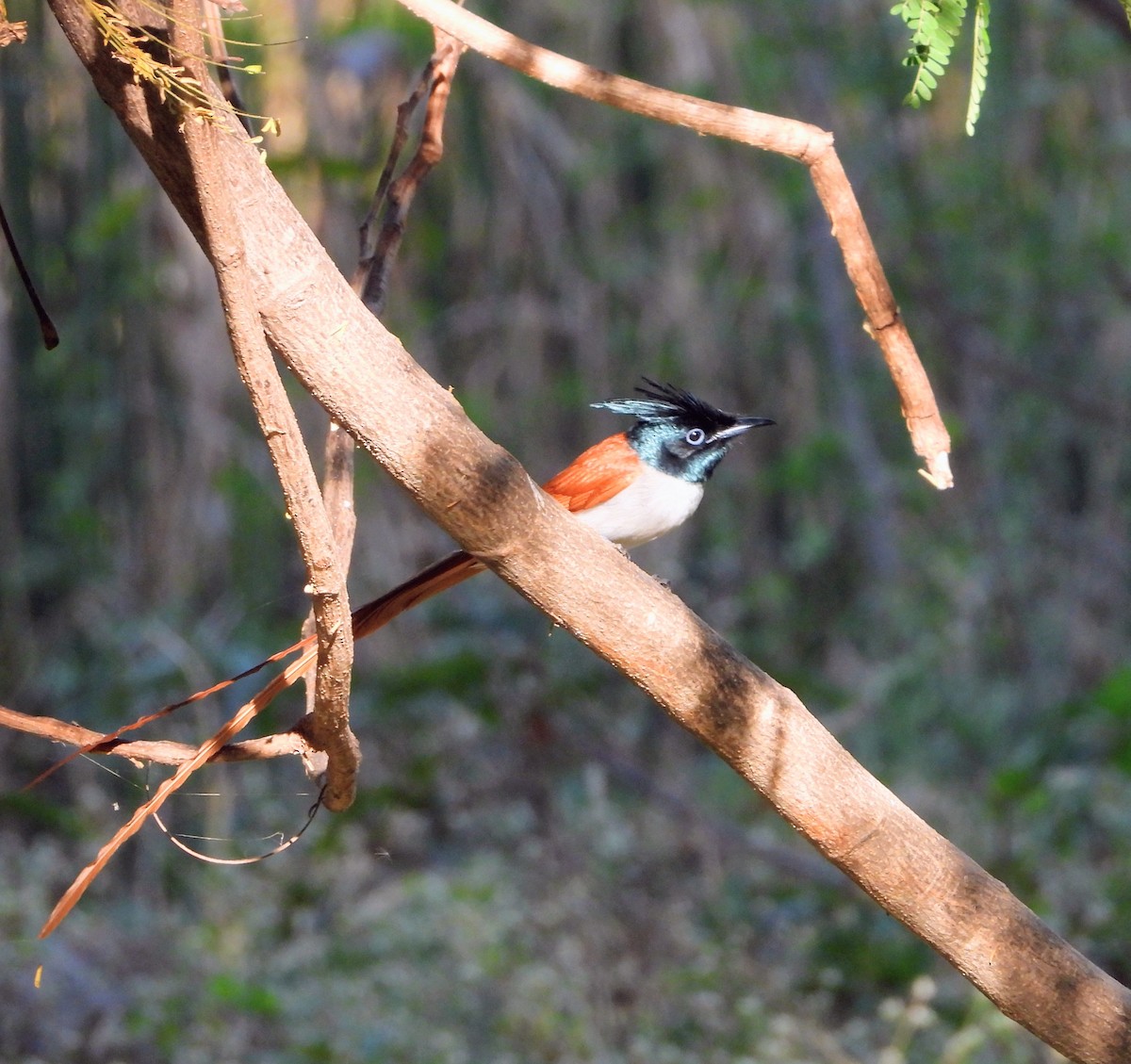 カワリサンコウチョウ - ML646786172