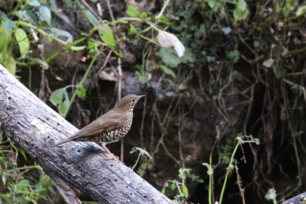 Alpine Thrush - ML646786173