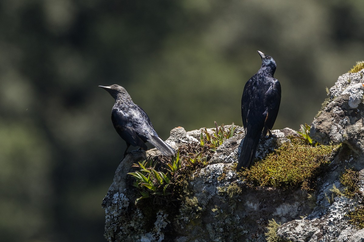 Rotschwingenstar - ML646786177