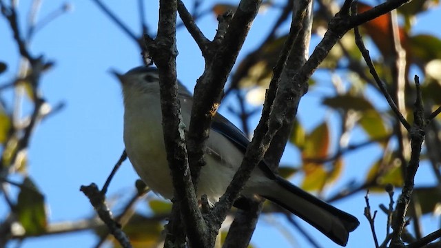 Blue-winged Minla - ML646786178