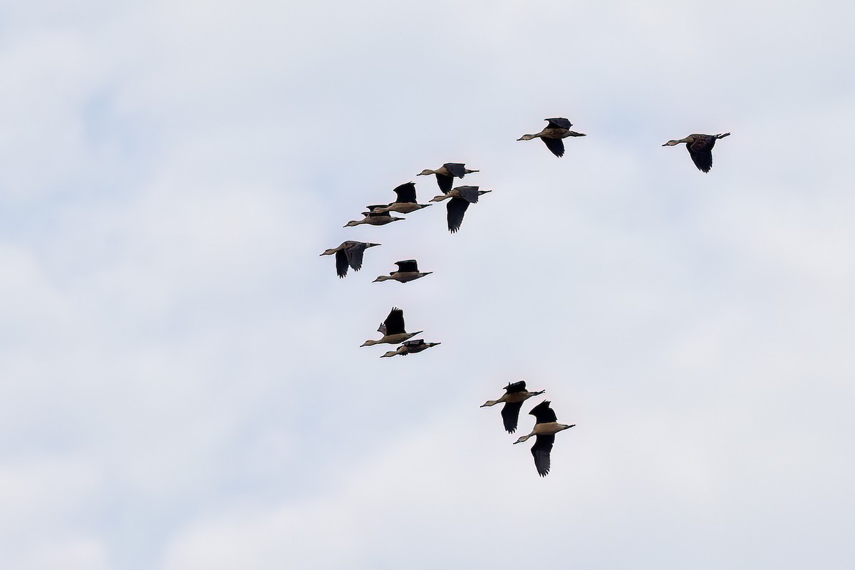 Свистач індійський - ML646786179