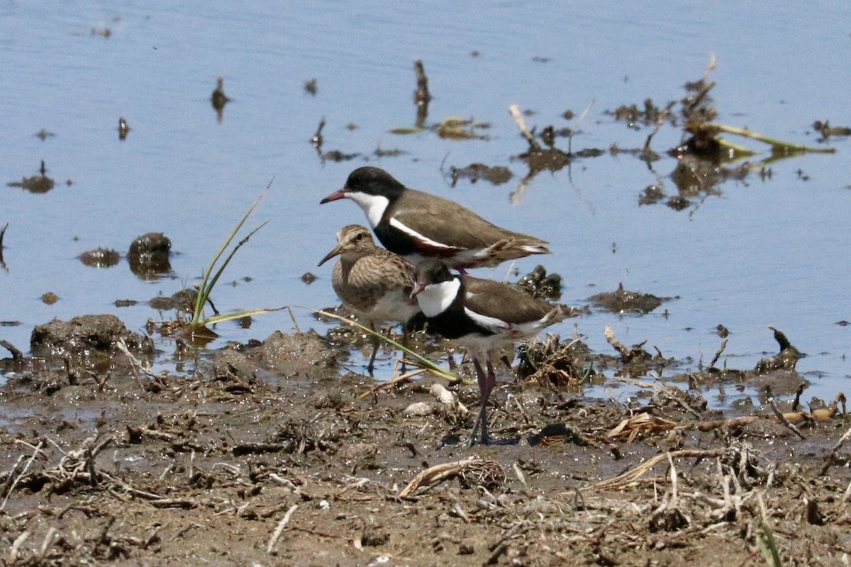 ワキアカチドリ - ML646786182