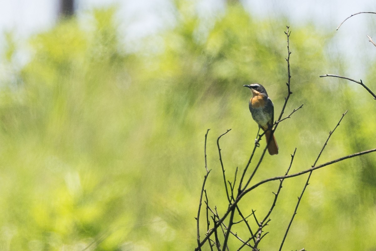 Cosifa Cafre - ML646786184