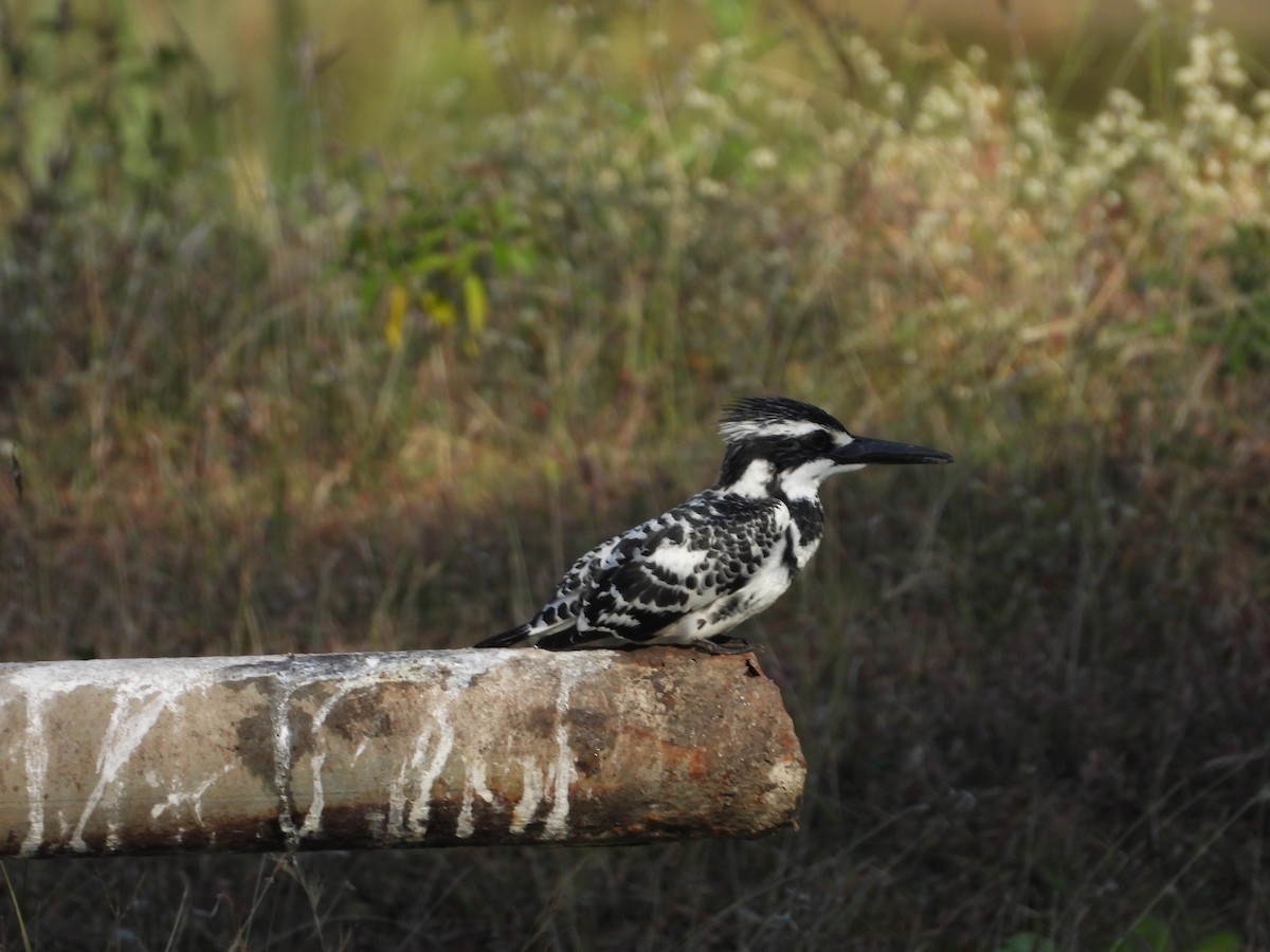 ヒメヤマセミ - ML646786193