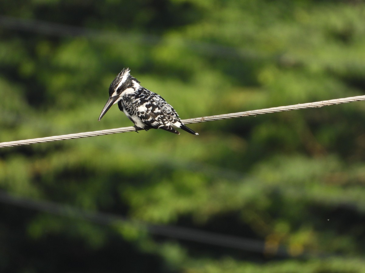 ヒメヤマセミ - ML646786194