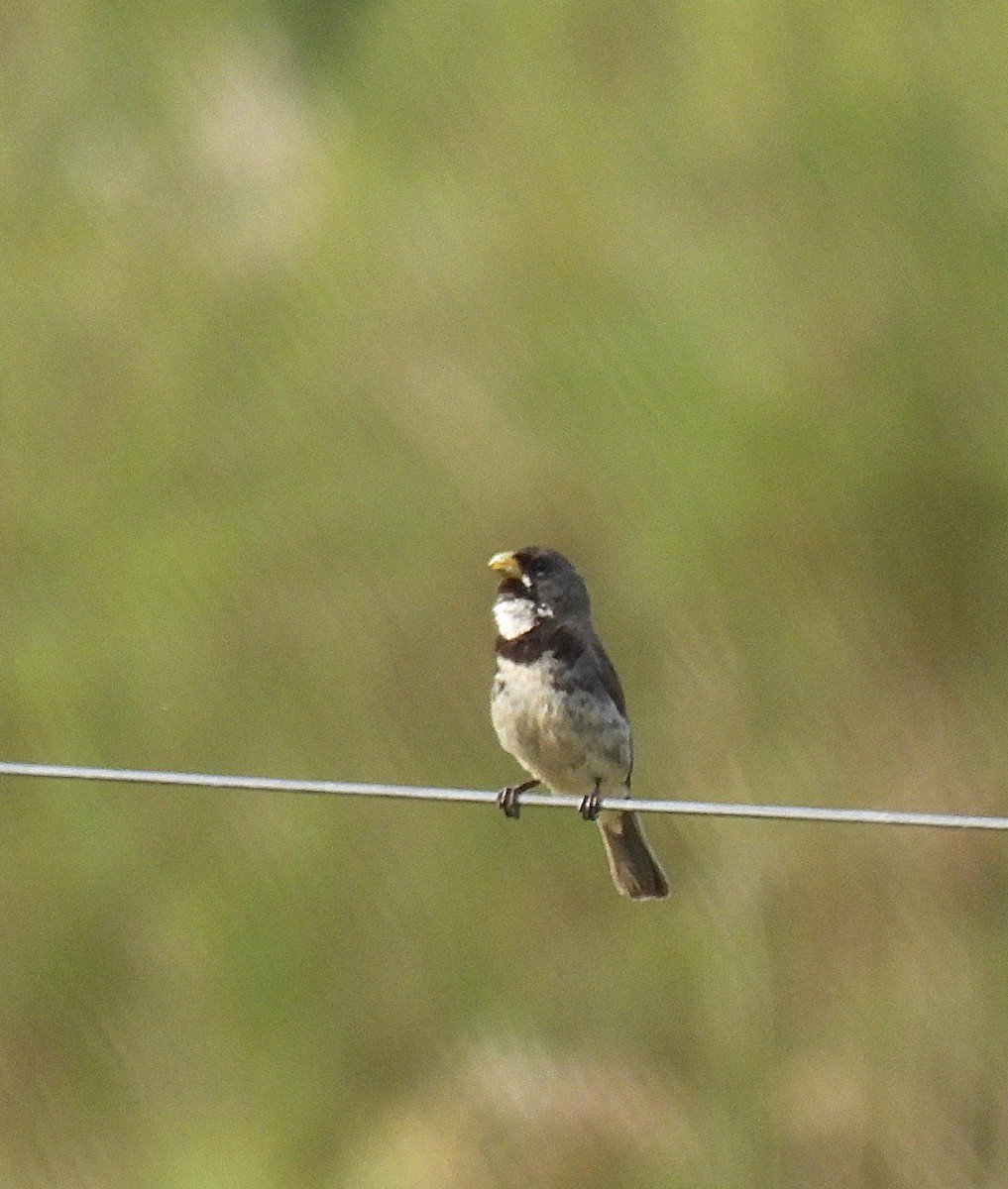 Sporophile à col double - ML646786195