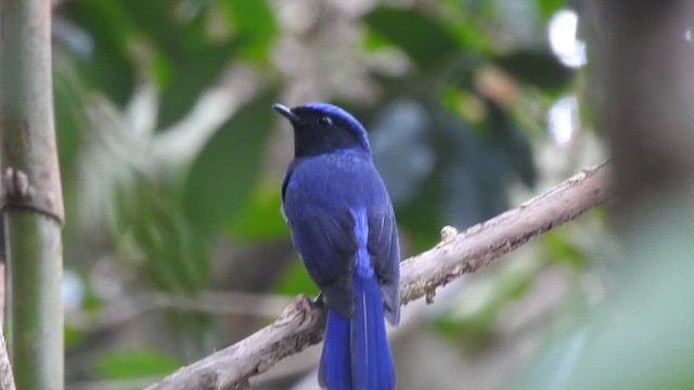 Large Niltava - ML646786197