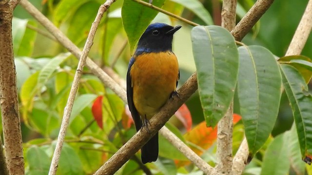 Chinese Vivid Niltava - ML646786199