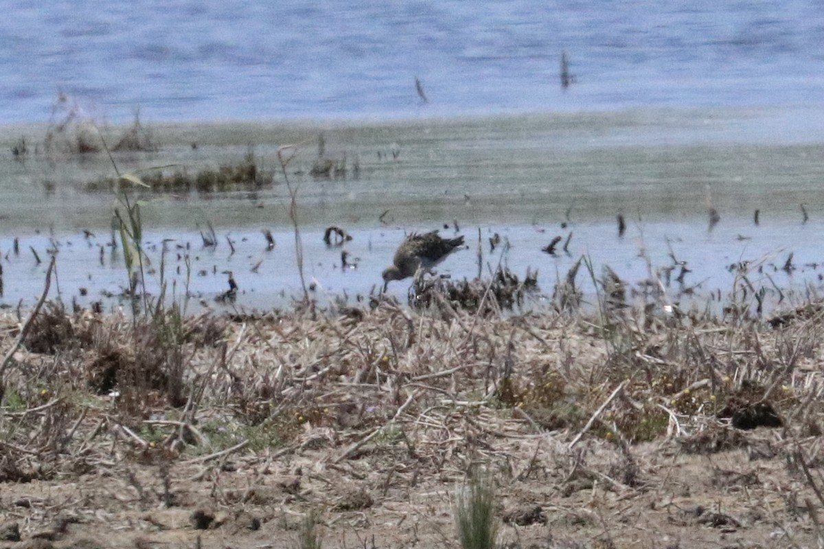 エリマキシギ - ML646786201