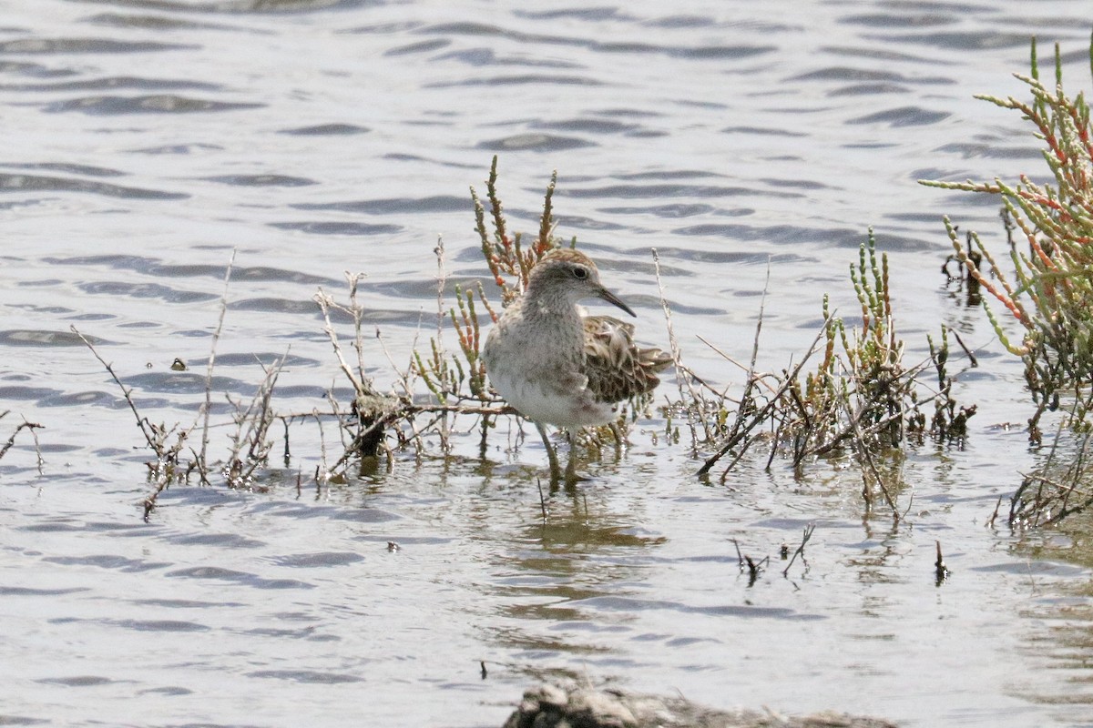 Sharp-tailed Sandpiper - ML646786207