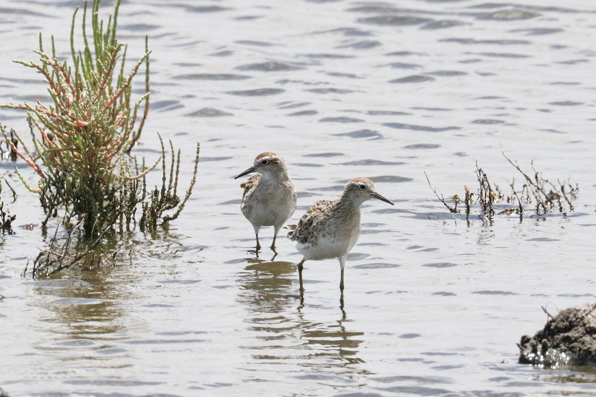 Sharp-tailed Sandpiper - ML646786208