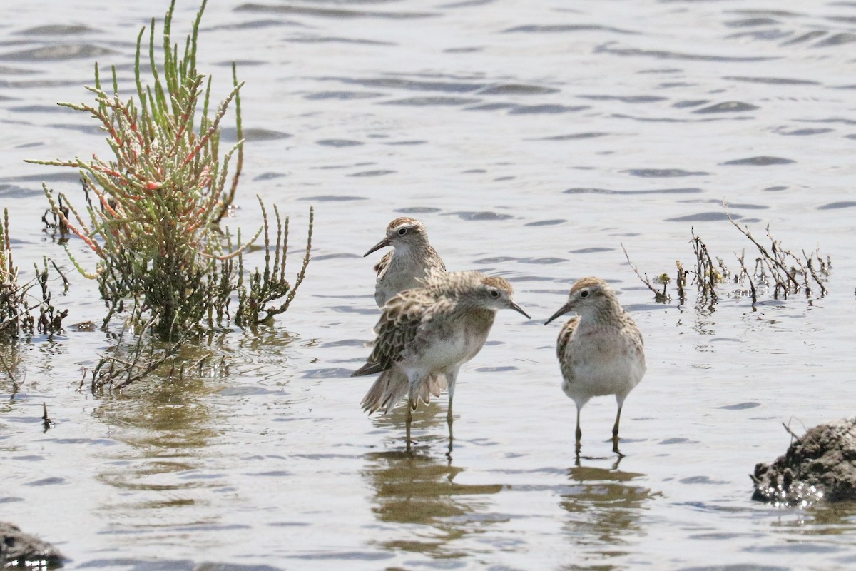 ウズラシギ - ML646786209