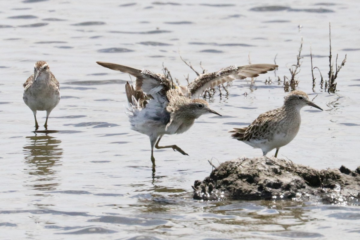 ウズラシギ - ML646786210