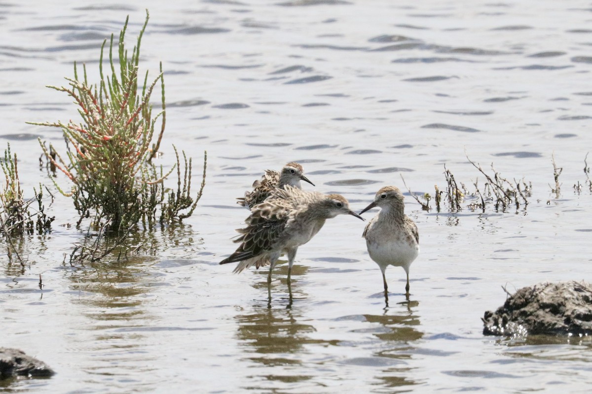 ウズラシギ - ML646786211