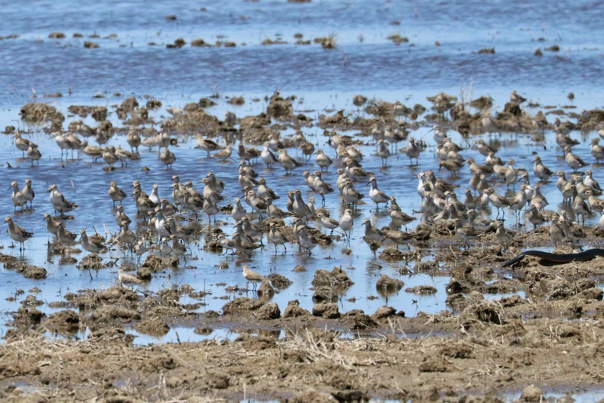 Sharp-tailed Sandpiper - ML646786213