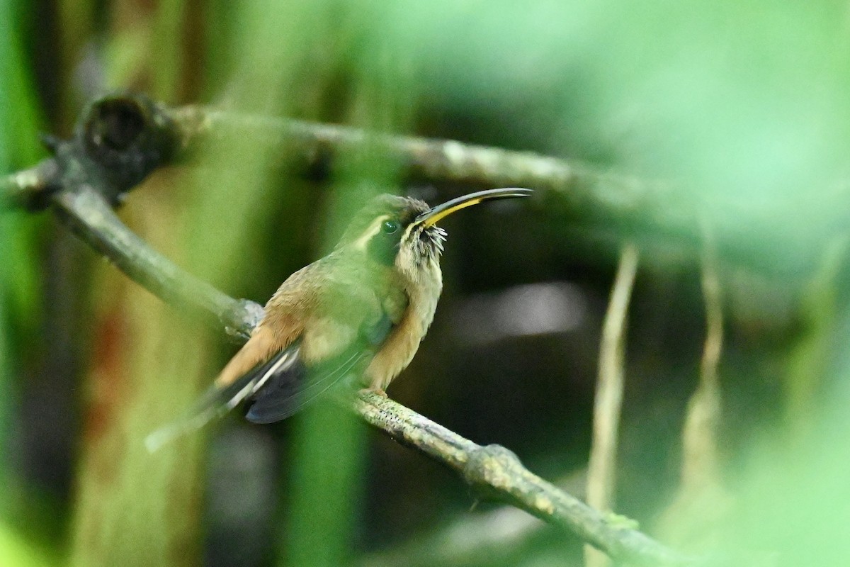 Ermite à gorge rayée - ML646786214