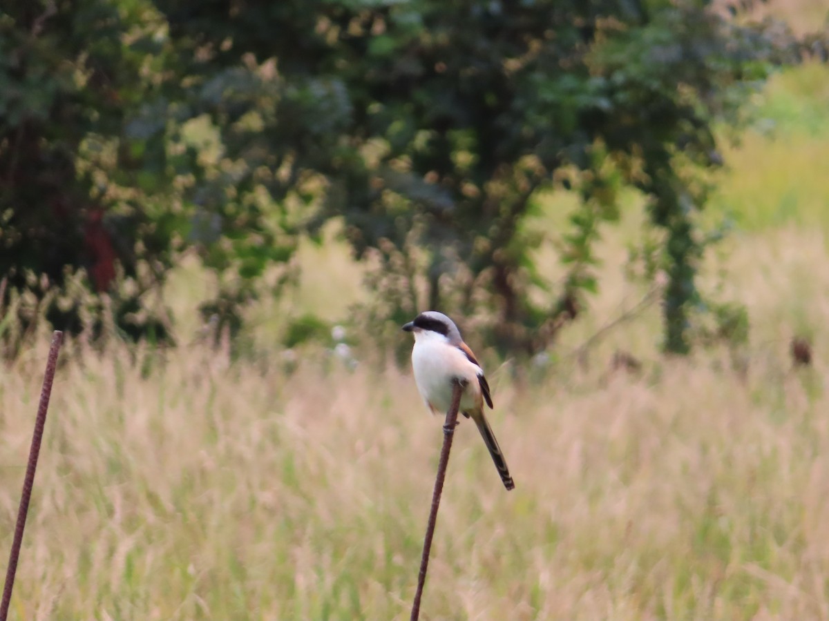 rustvarsler - ML646786216