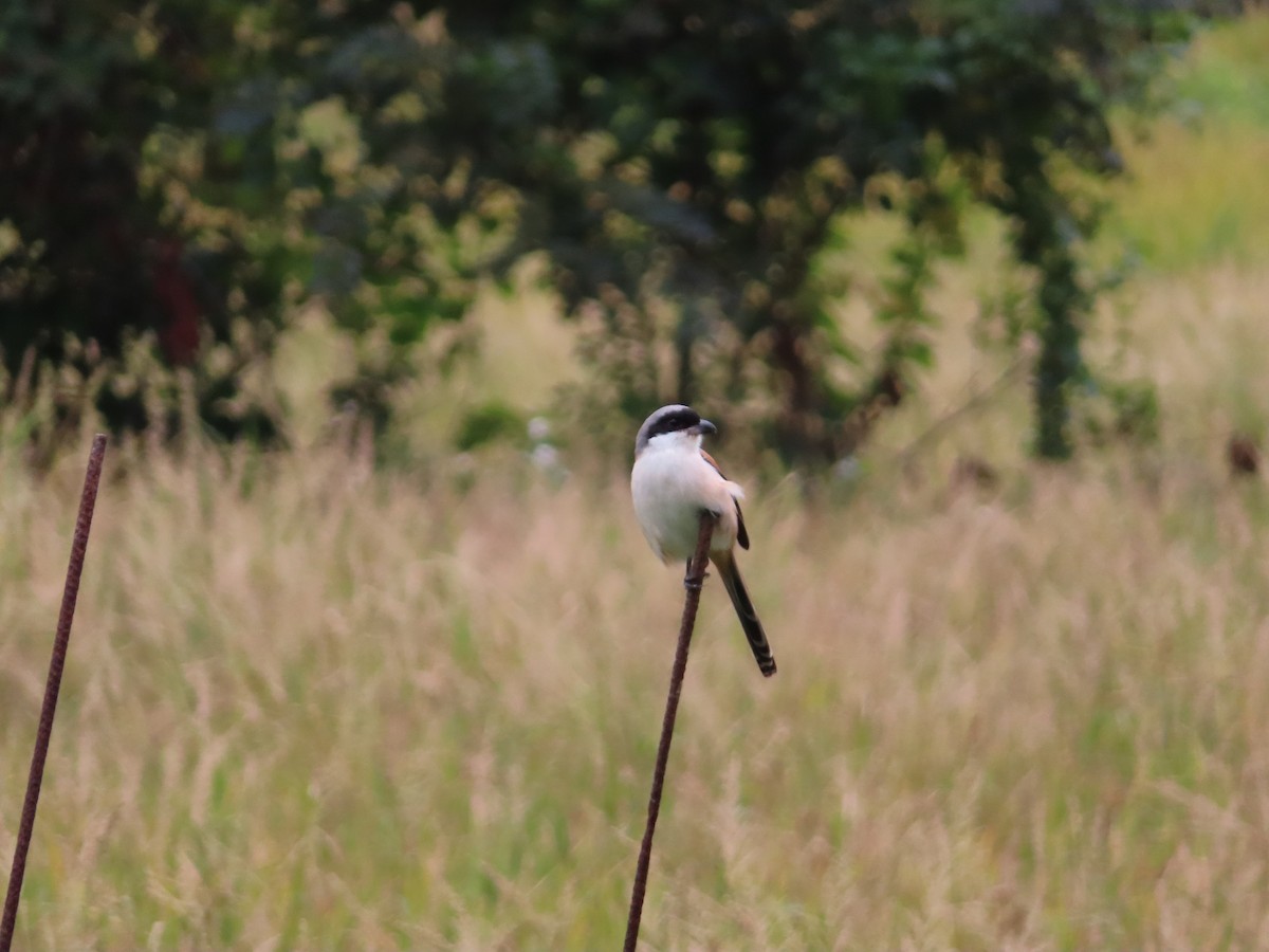 rustvarsler - ML646786217