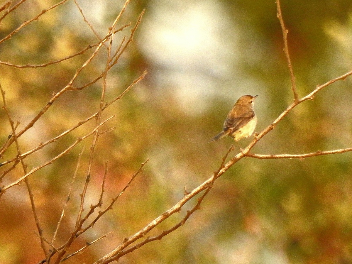 Booted Warbler - ML646786219