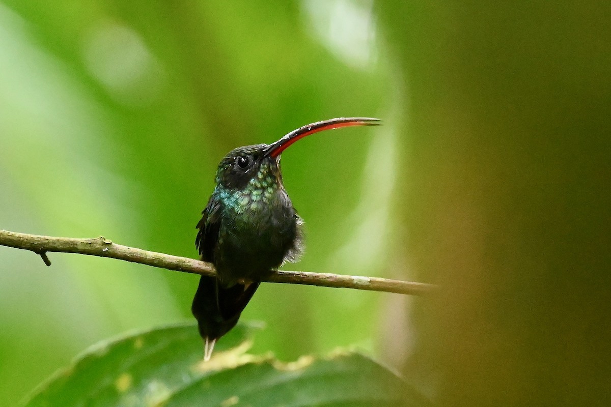 Ermite vert - ML646786223