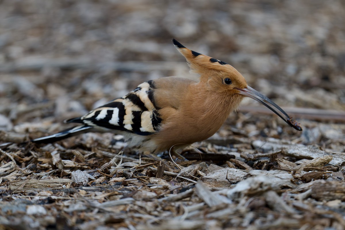 Common Hoopoe - ML646786227