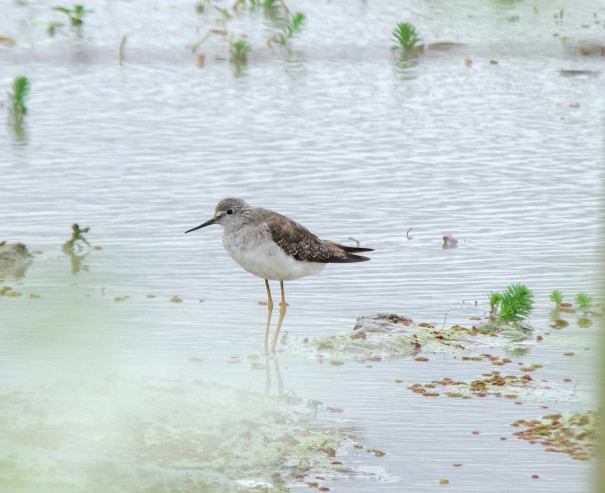 Greater Yellowlegs - ML646786228