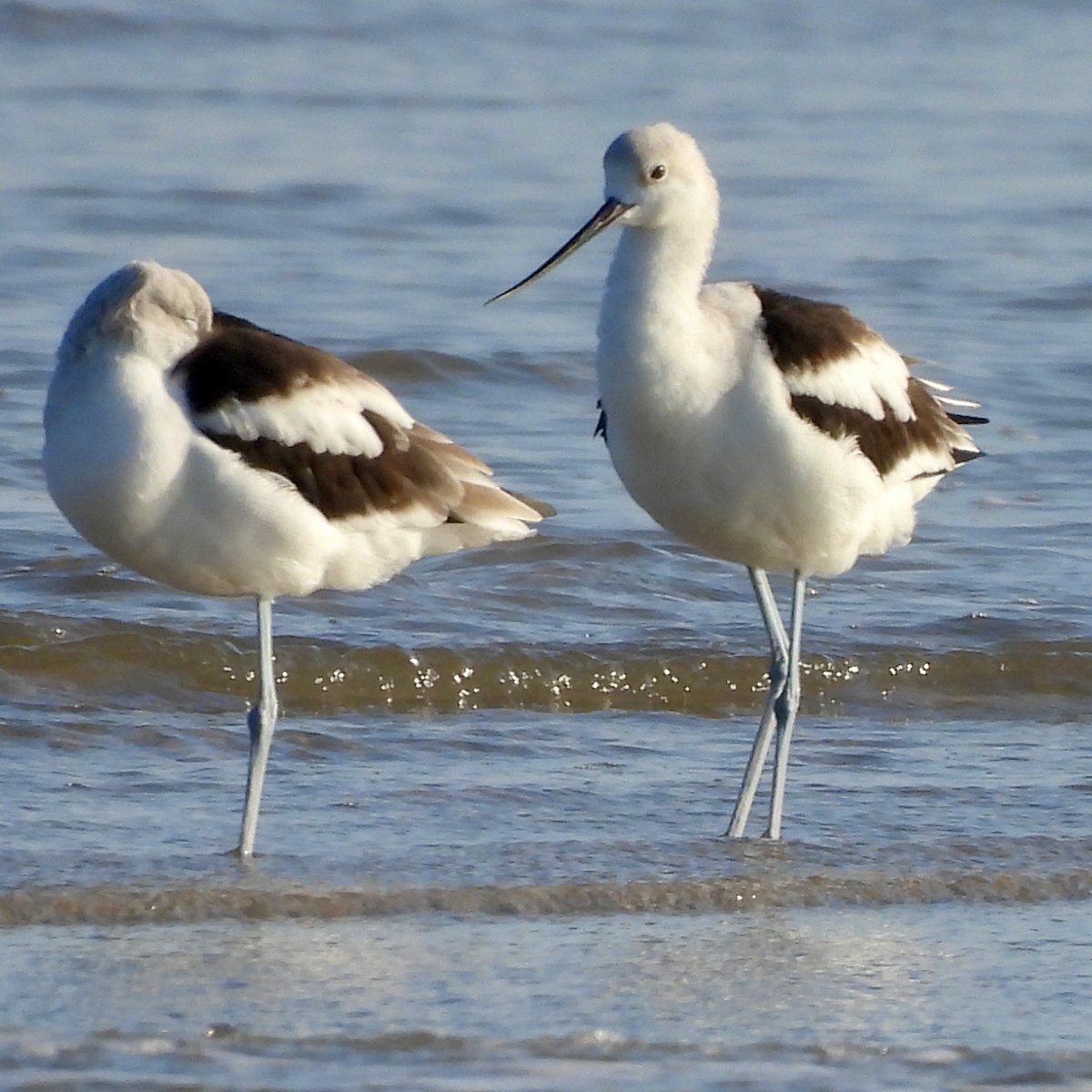 American Avocet - ML646786229