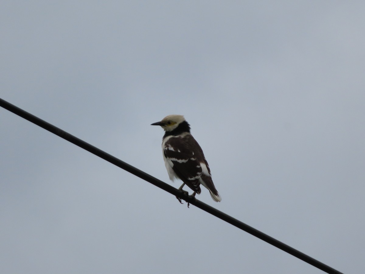 Black-collared Starling - ML646786230
