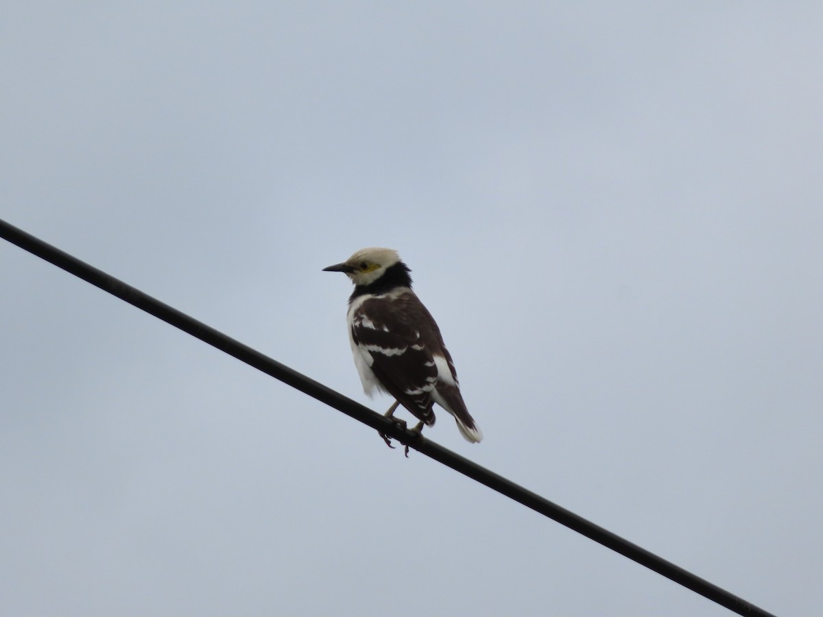Black-collared Starling - ML646786231