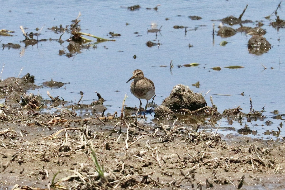Pectoral Sandpiper - ML646786232