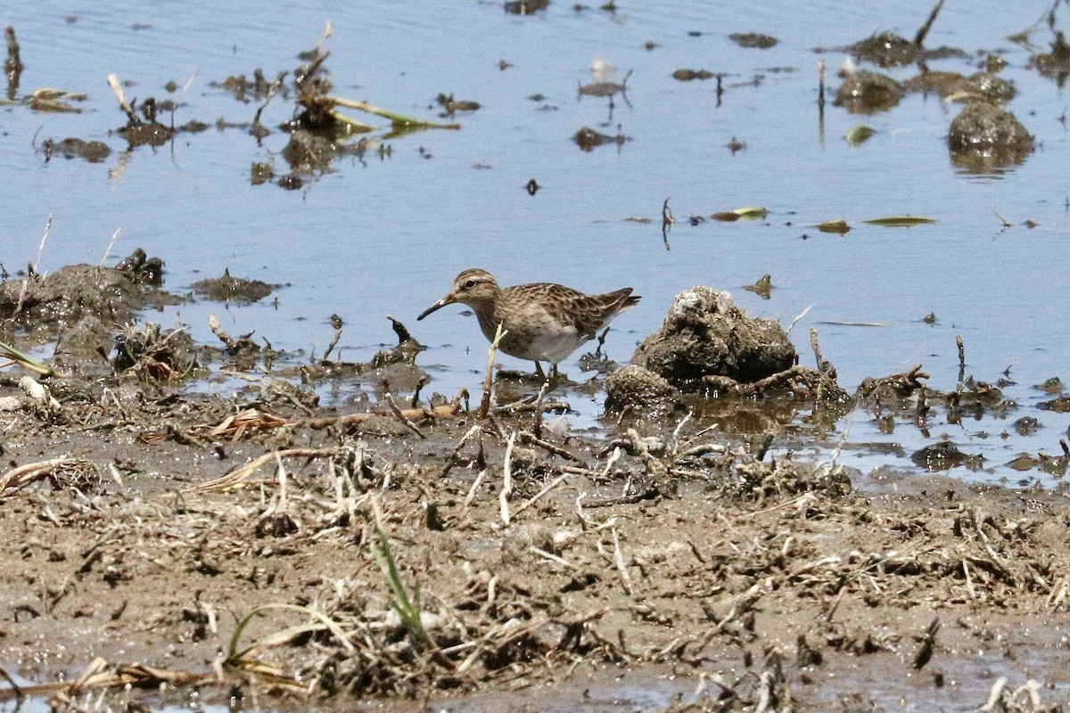 Pectoral Sandpiper - ML646786233