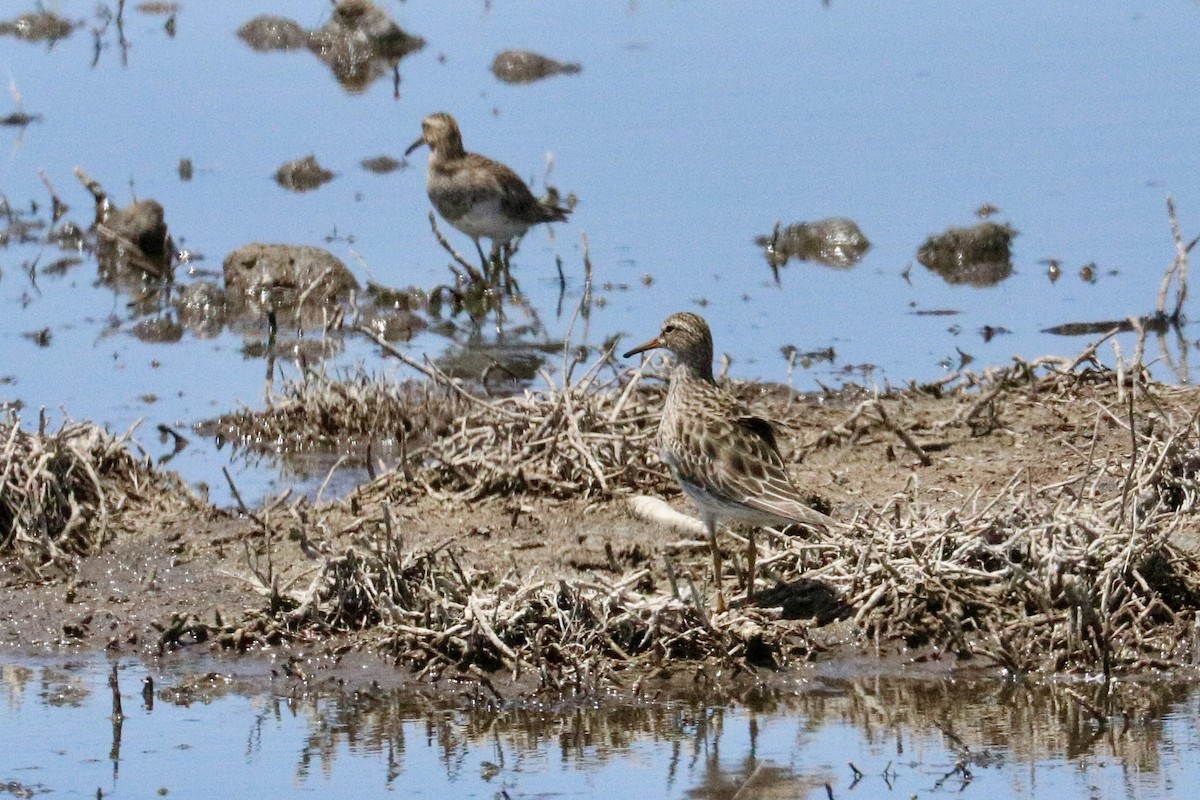 Pectoral Sandpiper - ML646786234