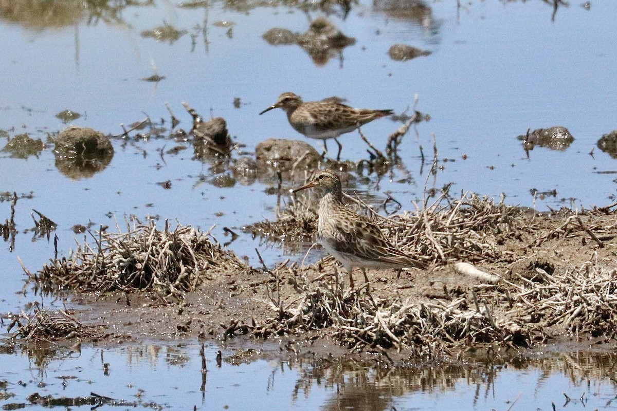 Pectoral Sandpiper - ML646786235