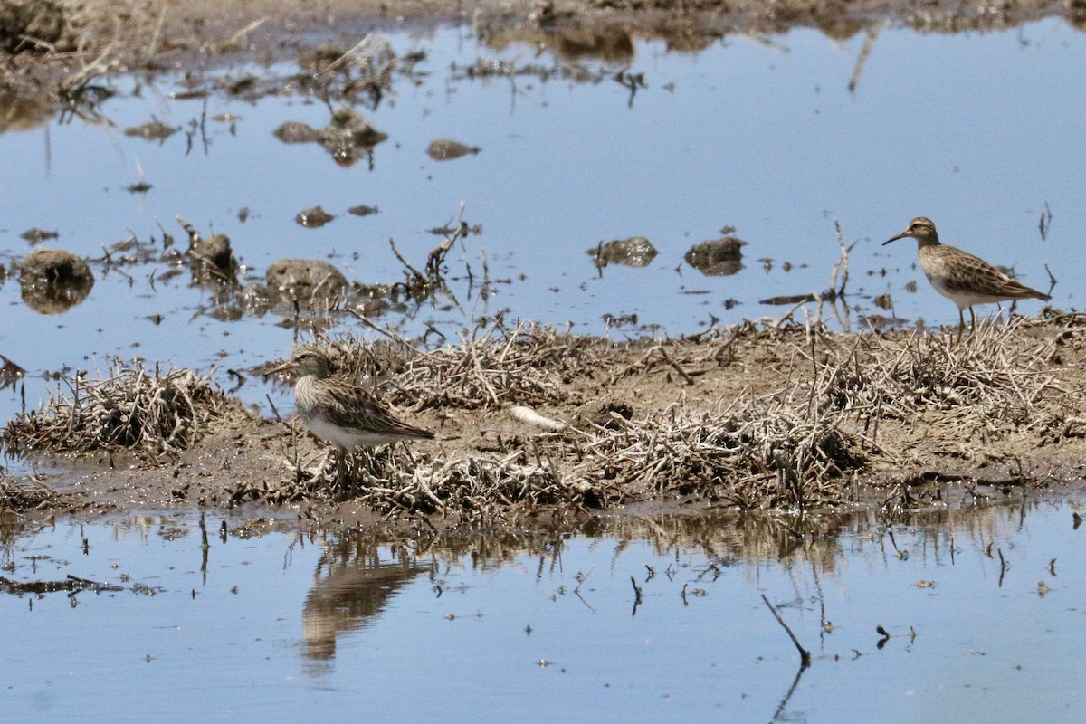 Pectoral Sandpiper - ML646786236