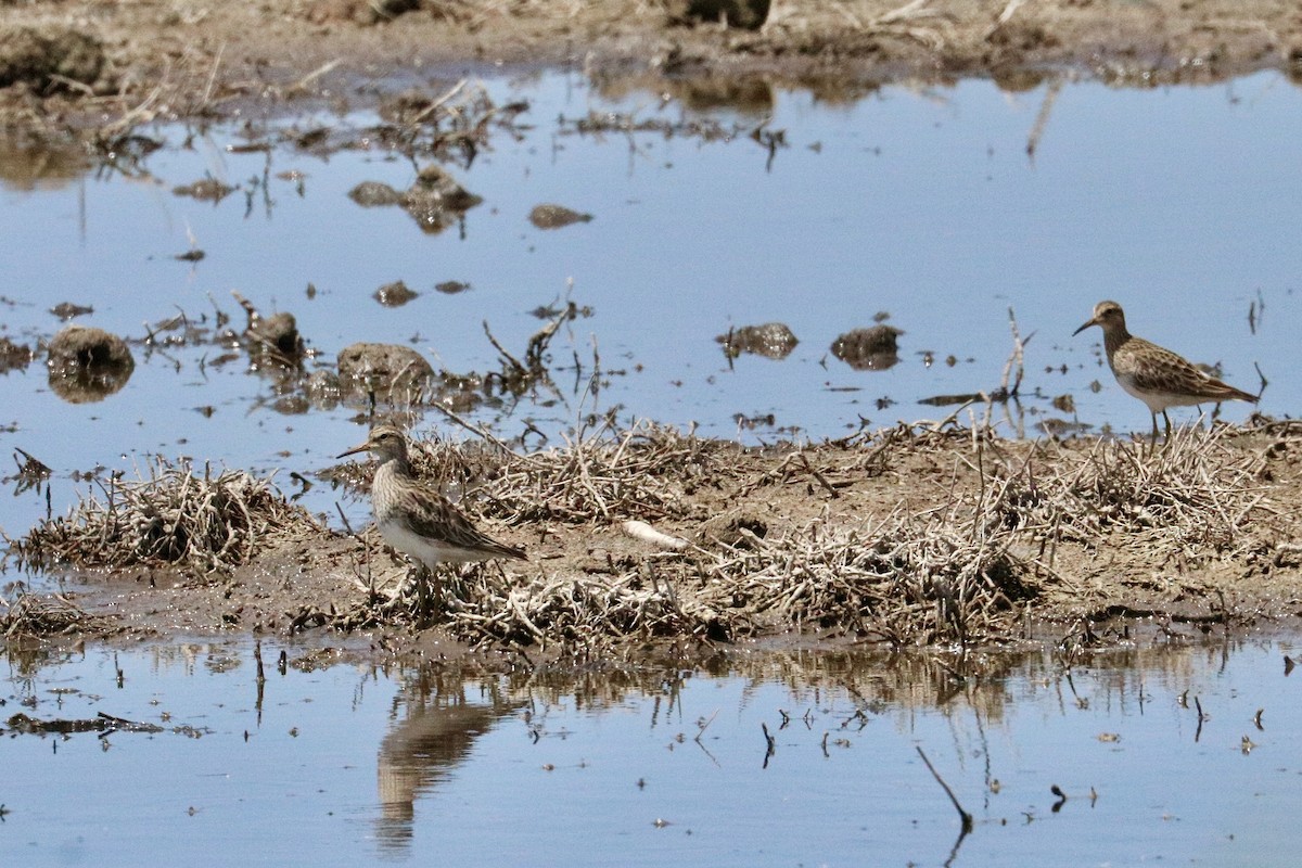 Pectoral Sandpiper - ML646786237
