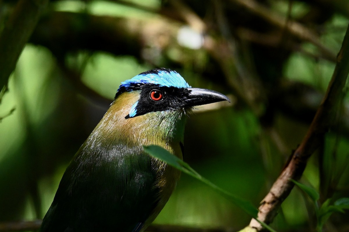 Andean Motmot - ML646786238