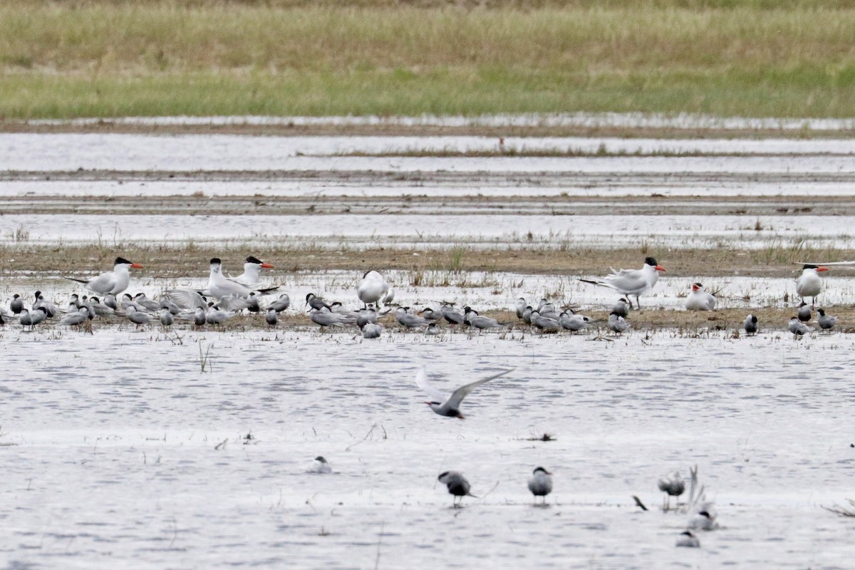 Caspian Tern - ML646786240