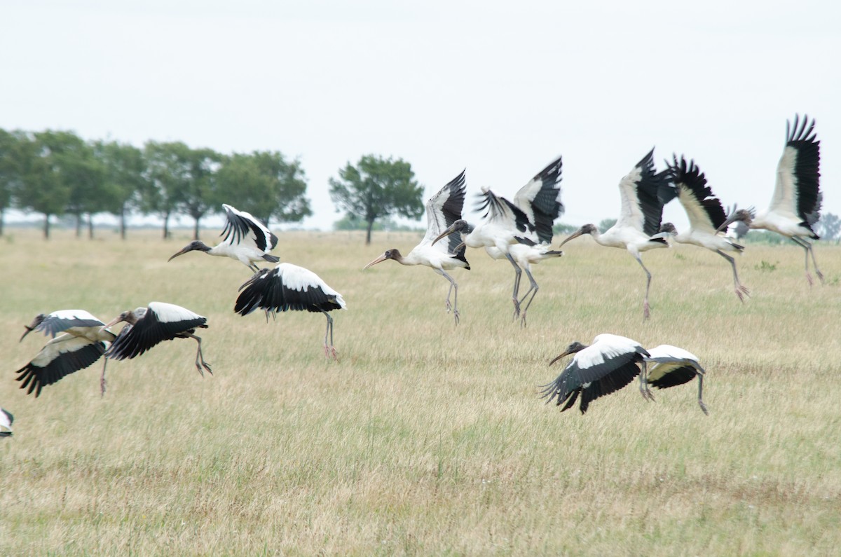 Wood Stork - ML646786241